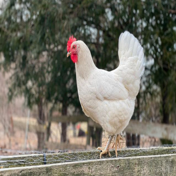 Austra White chicken with clean white plumage and black flecks, prolific egg layer