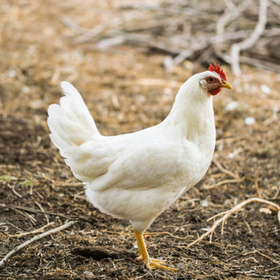 Austra White chicken with white feathers and occasional black spots, active and productive layer