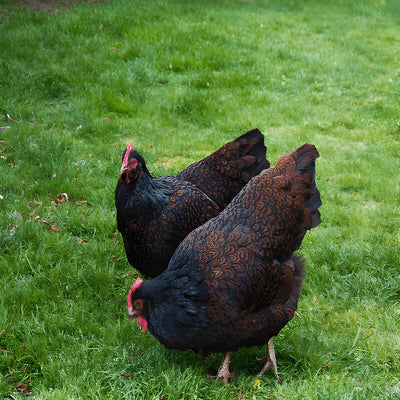 Barnevelder, featuring a medium size, cold hardiness, and a calm temperament, making them perfect for both confinement and free-range settings with moderate egg production.