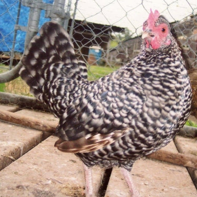 Barred Old English Game Bantam with striking black and white spotted plumage, known for its calm nature and active temperament, ideal for exhibitions and backyard flocks due to its minimal space requirements and low feed needs.