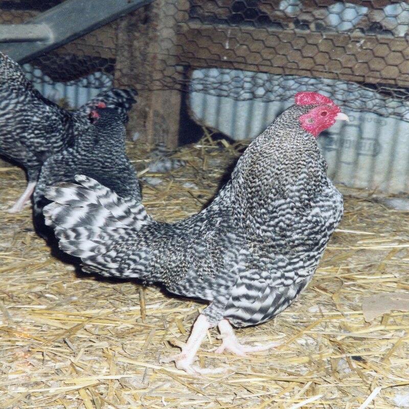 Barred Old English Game Bantam featuring a compact build, weighing 22 oz for hens and 24 oz for roosters, prized for its friendly disposition, poor egg-laying abilities, and suitability as a pet due to its docile and easily handled nature.