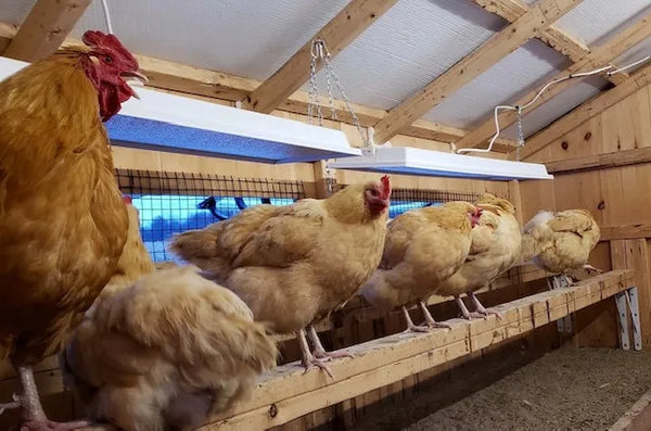 Chicken Coop and Brooder Heater