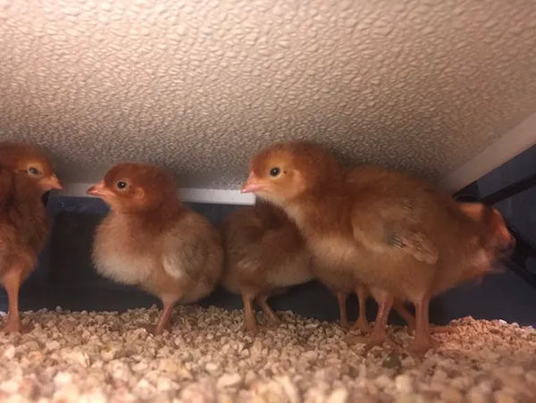 Chicken Coop and Brooder Heater by Big Chicken
