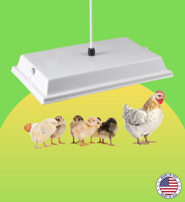 Big Chicken CoHeate