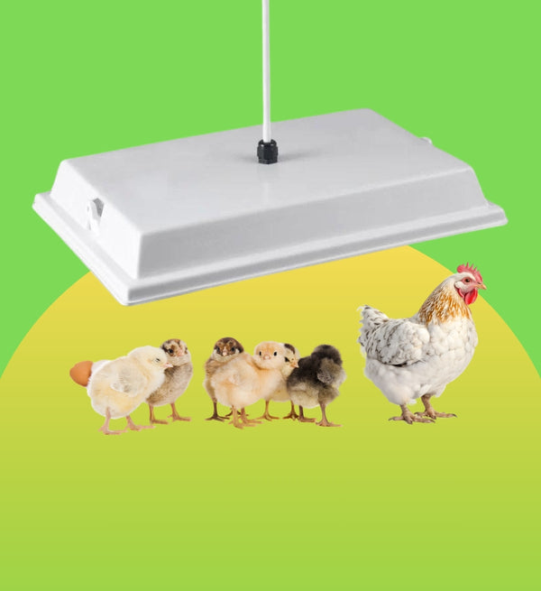 Big Chicken Co Heater