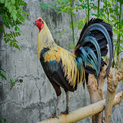 Birchen Standard Old English featuring a compact build, weighing 4-5 lbs, prized for its fair brooding abilities and suitability for backyard flocks due to its hardiness.