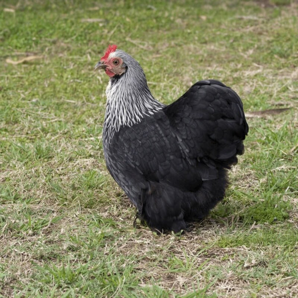 Birchen Cochin Bantam with stunning black plumage, white lacing, and a fluffy appearance, known for its friendly temperament and suitability as a pet or show bird due to its small size and low maintenance requirements.