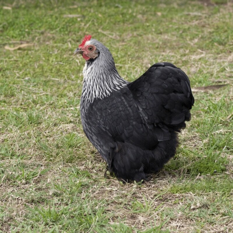 Birchen Cochin Bantam with stunning black plumage, white lacing, and a fluffy appearance, known for its friendly temperament and suitability as a pet or show bird due to its small size and low maintenance requirements.