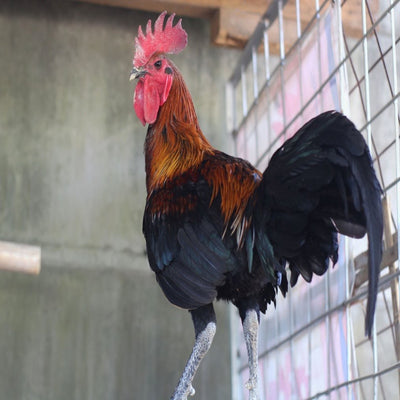 Black Breasted Brown Red Standard Old English featuring a compact build, weighing 4-5 lbs, prized for its fair brooding abilities and suitability for backyard flocks due to its hardiness