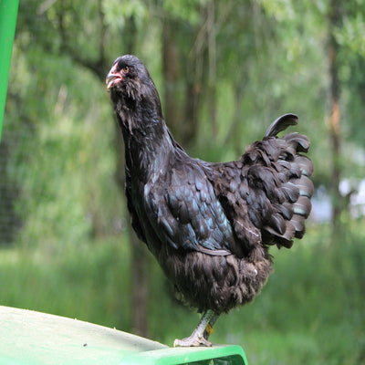 Black Ameraucana, featuring a striking black plumage with slate-colored legs, known for its active and flighty yet friendly temperament.