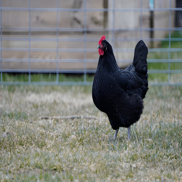 Purebred Black Australorp hen, calm dual-purpose breed ideal for backyard flocks