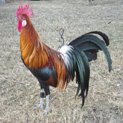 Wheaten Aseel featuring a warm orange body color, prized for its ornamental value and suitability for experienced breeders due to its aggressive nature.