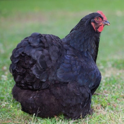 Black Cochin Standard featuring a large build, weighing 8.5-11 lbs, prized for its fair egg-laying abilities and suitability for backyard flocks due to its hardiness.
