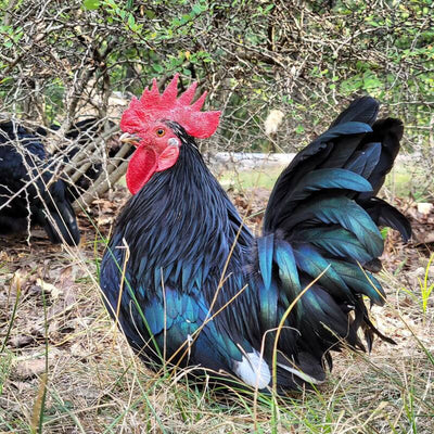 Black Japanese Bantam featuring extremely short legs, large wings that touch the ground, and a distinctive upright tail, prized for its ornamental value and ability to thrive in small spaces, though it requires careful handling to prevent feather staining.
