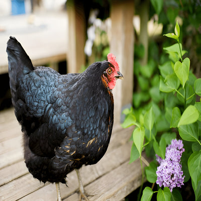 Black Jersey Giant chicken with deep black plumage and green sheen, heavy dual-purpose breed