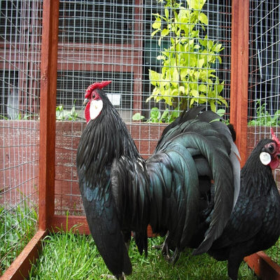 Black Rosecomb Bantam featuring a compact body, black legs, and a large rose comb, prized for its ornamental value and ability to thrive in confinement or flight.