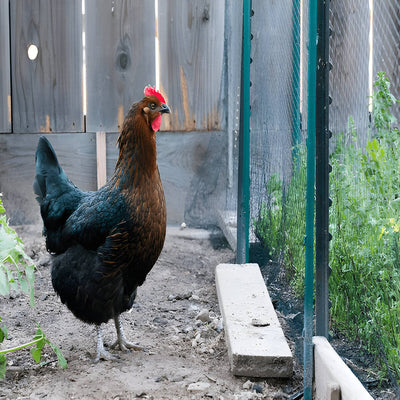 Black Sex Link chicken, high-production layer with friendly temperament and good adaptability