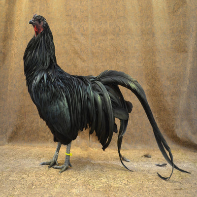 Black Sumatra chickens featuring a small build, weighing 4-5 lbs, prized for their flightiness and suitability for free-ranging due to their hardiness.