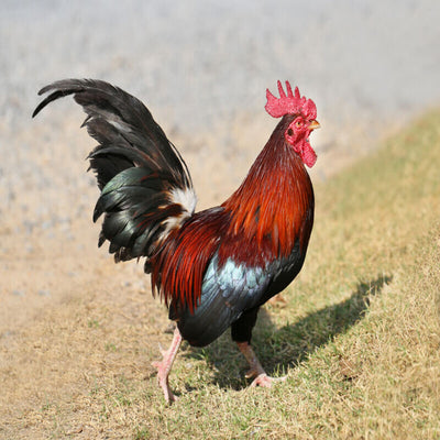 Black Breasted Red Old English Game Bantam with striking red and black feathering, known for its docile and friendly temperament, making it an excellent choice as a show bird or pet due to its charming nature and small size.