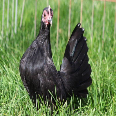 Black Old English Game Bantam with sleek black plumage, slate gray legs and feet, and bright red comb and wattles, known for its calm temperament and ornamental value, ideal for exhibitions and backyard flocks.