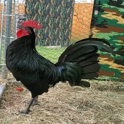 Black Standard Old English Chicken with striking black plumage, bright red comb, and robust health, ideal for exhibitions.