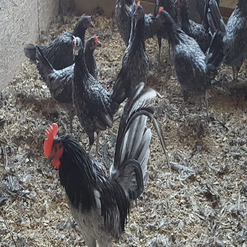 Blue Standard Old English featuring a slender build, weighing 4-6 lbs, prized for its fair brooding abilities and suitability for backyard flocks due to its hardiness.