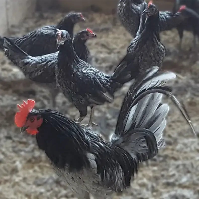 Blue Standard Old English with stunning blue feathers, known for its active temperament and suitability as a show bird due to its historical significance and unique appearance.