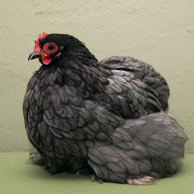 Blue Cochin Bantam with stunning blue plumage, feathered legs, and a friendly temperament, known for being docile, excellent setters, and suitable as pets or show birds due to their small size and low maintenance requirements.