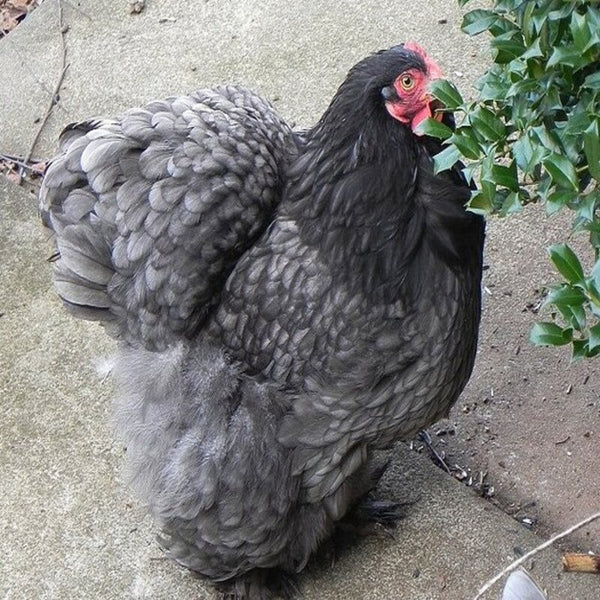 Blue Cochin Bantam featuring a compact build, weighing 26 oz for hens and 30 oz for roosters, prized for its fair egg-laying abilities, high broodiness, and suitability for backyard flocks due to its gentle nature.
