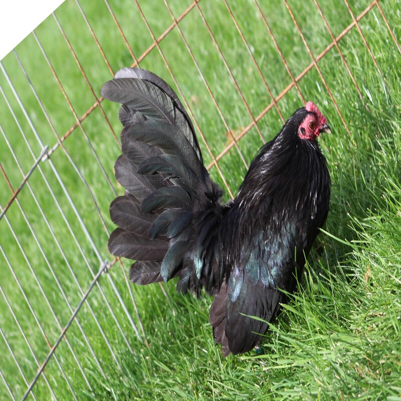 Black Old English Game Bantam featuring a compact build, weighing 22 oz for hens and 24 oz for roosters, prized for its active nature, poor egg-laying abilities, and suitability as a family-friendly pet due to its gentle disposition.