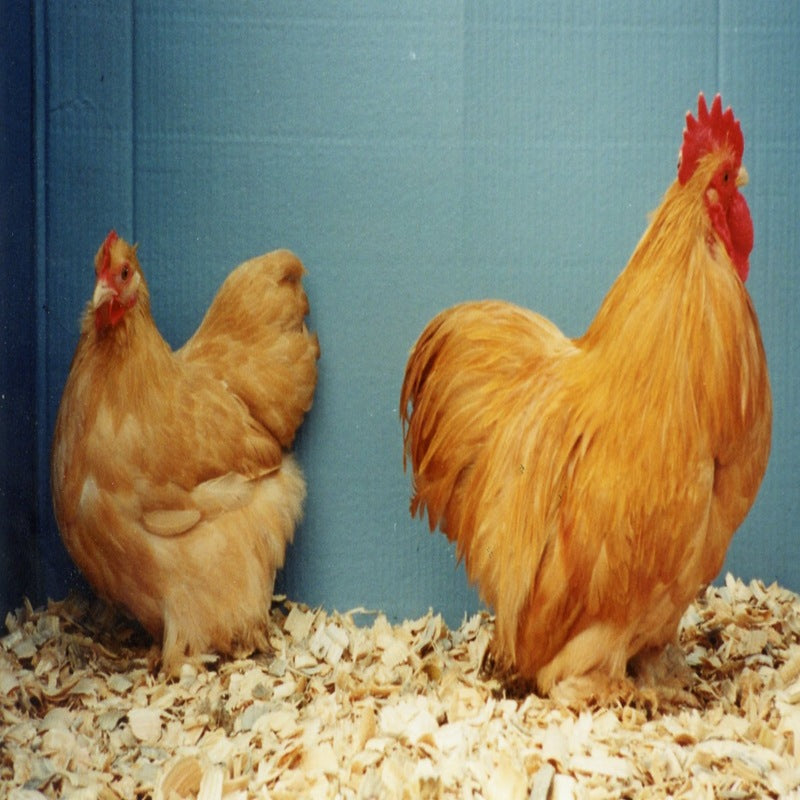 Buff Cochin Bantam featuring a compact build, weighing 26 oz for hens and 30 oz for roosters, prized for its fair egg-laying abilities, high broodiness, and suitability for backyard flocks due to its gentle nature.