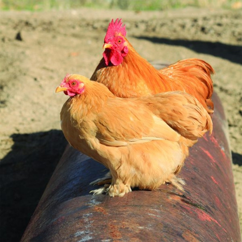 Buff Cochin Bantam with a soft, golden buff plumage, feathered legs, and a friendly temperament, known for being docile, excellent setters, and suitable as pets or show birds due to their small size and low maintenance requirements.