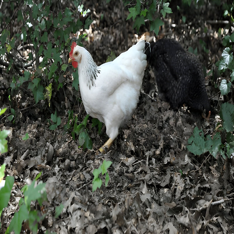 Columbian Rock, featuring a robust build, cold hardiness, and a calm demeanor, ideal for backyard flocks and small-scale farming due to their gentle nature and consistent egg laying.