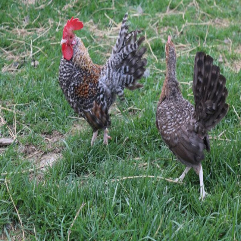 Crele Standard Old English featuring a compact build, weighing 4-5 lbs, prized for its fair brooding abilities and suitability for backyard flocks due to its hardiness.