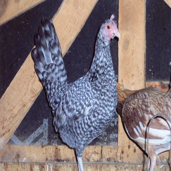 Cuckoo Standard Old English with cuckoo-patterned feathers, known for its active temperament and suitability as a show bird due to its historical significance and unique appearance