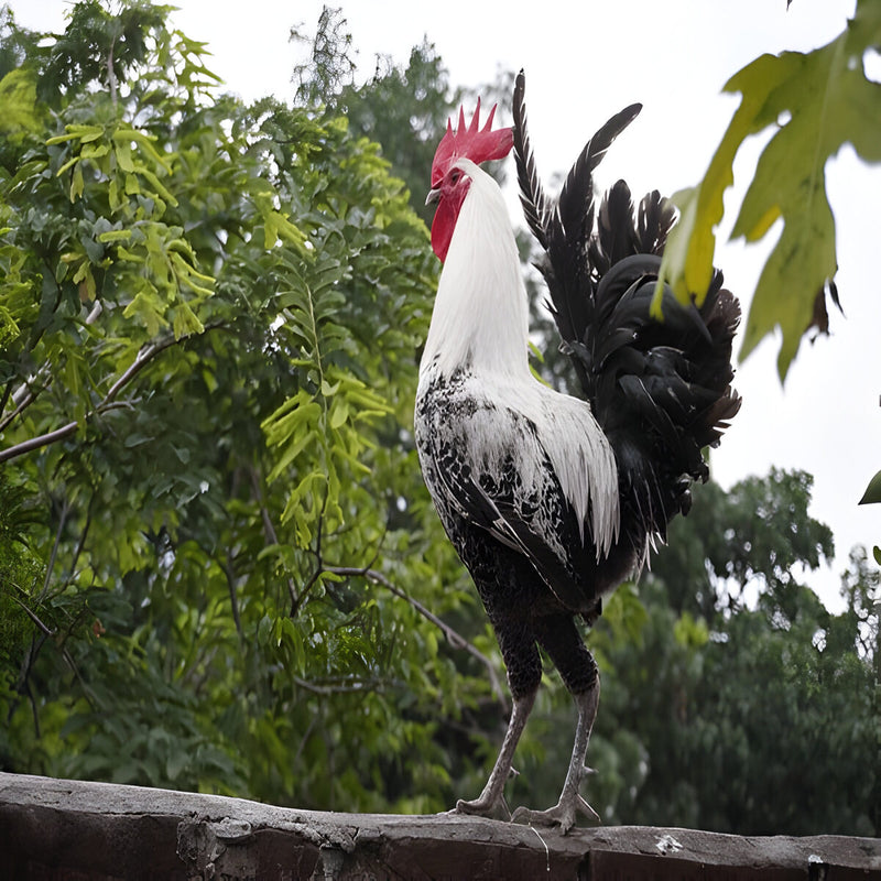 Egyptian Fayoumi Chicken, an ancient breed with striking silver-white plumage and excellent foraging abilities.