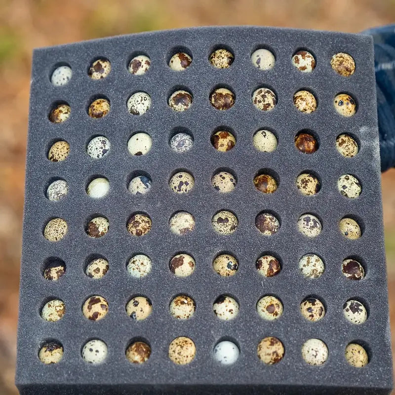 Packaged Falb Fee Coturnix hatching eggs: speckled eggs from early-maturing birds (6-8 weeks), suited for sustainable egg production.