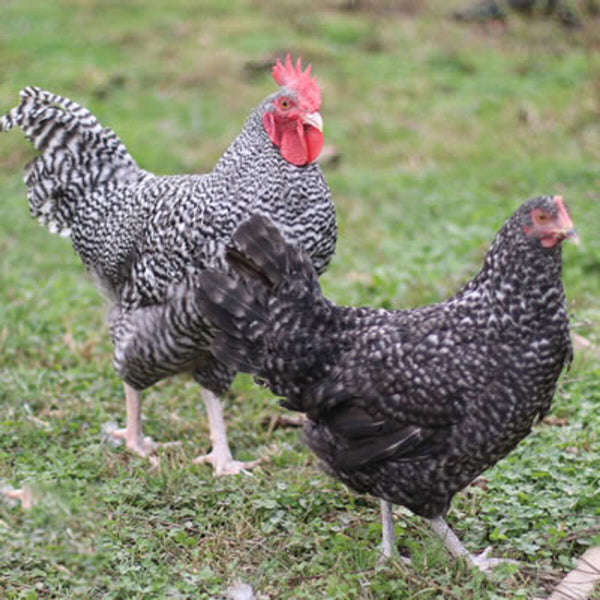 French Cuckoo Marans Chicken, a dual-purpose breed known for its mottled plumage, sparsely feathered legs, and dark brown eggs, ideal for free-range settings.