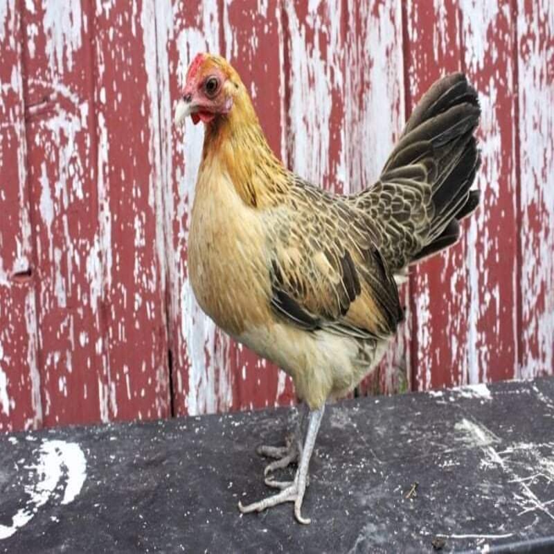 The Chicken Coop Company team is dedicated to providing high-quality Bantam chickens to anyone in search of these remarkable birds.