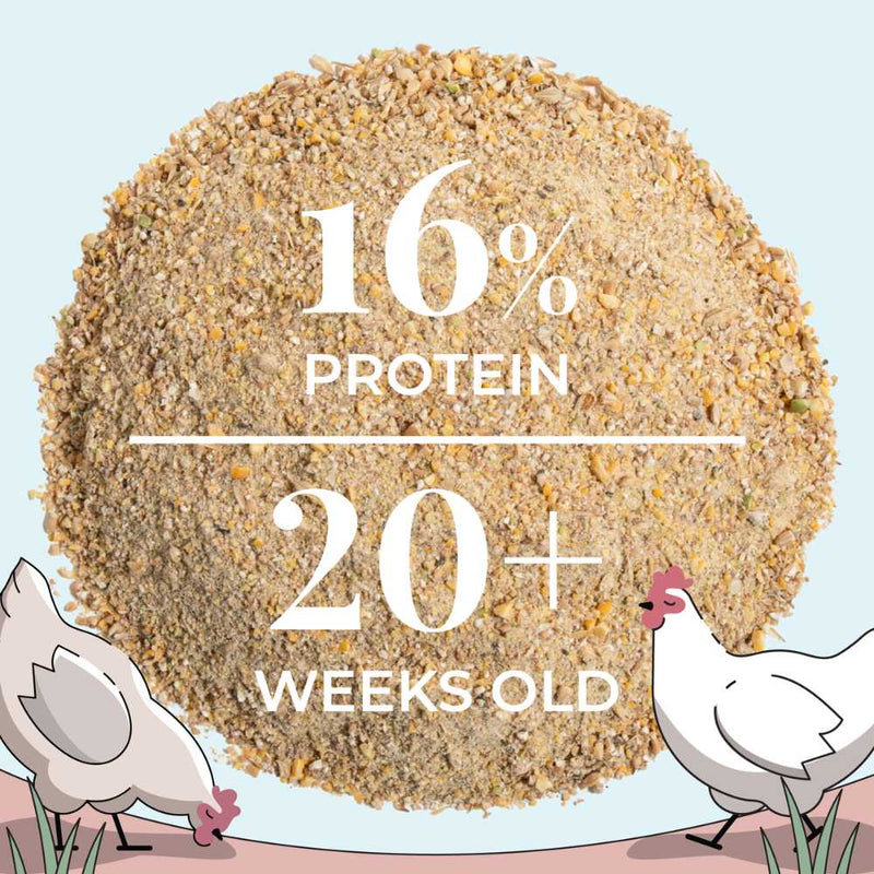 Layer Mash Feed, providing essential nutrients for hens