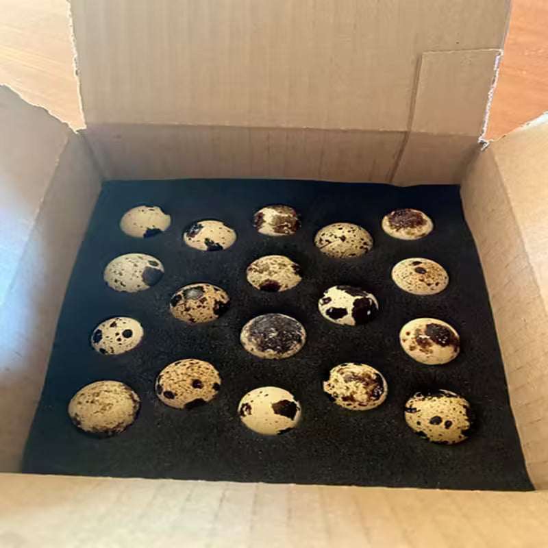 Packaged Jumbo Pharaoh Coturnix hatching eggs: speckled eggs from gentle quails, early maturity at 6-8 weeks, suited for urban or stealth breeding.