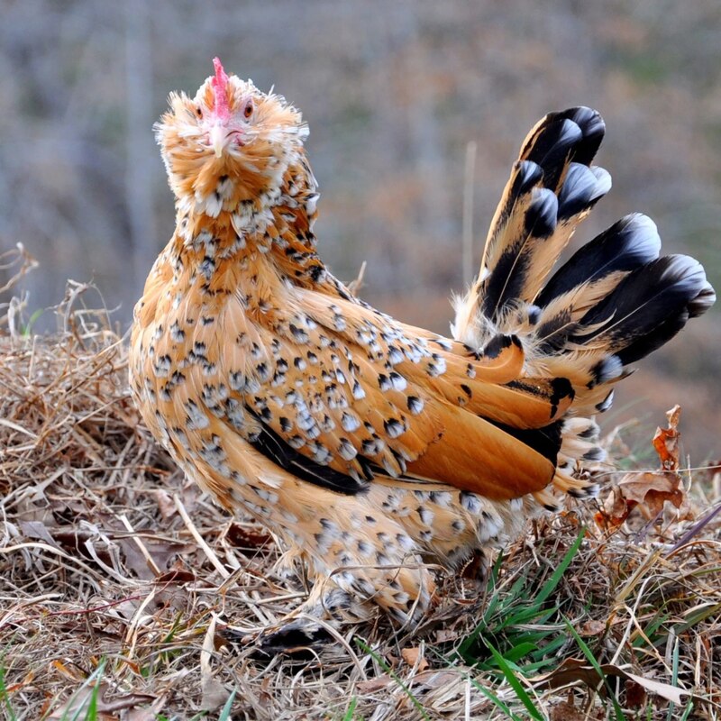 Mille Fleur d'Uccle Bantams are known for their unique feather pattern, which resembles a thousand flowers (hence the name "Mille Fleur"). They have booted legs, beards, muffs, and a single comb. The plumage features shades of gray, black, and brown with distinctive white spangles