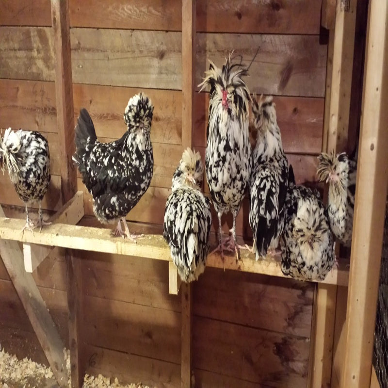 Mottled Houdan Chicken, a unique breed with a large crest and mottled plumage.