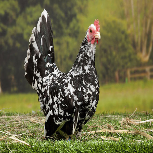 Mottled Japanese Bantam with striking black feathers featuring white tips, known for its large comb, short legs, and distinctive wings that touch the ground, ideal as a pet or show bird due to its elegant appearance and friendly temperament.