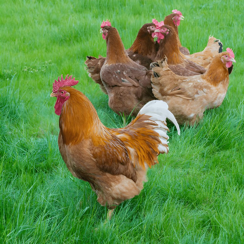 New Hampshire chicken with rich reddish-brown plumage and strong, broad body