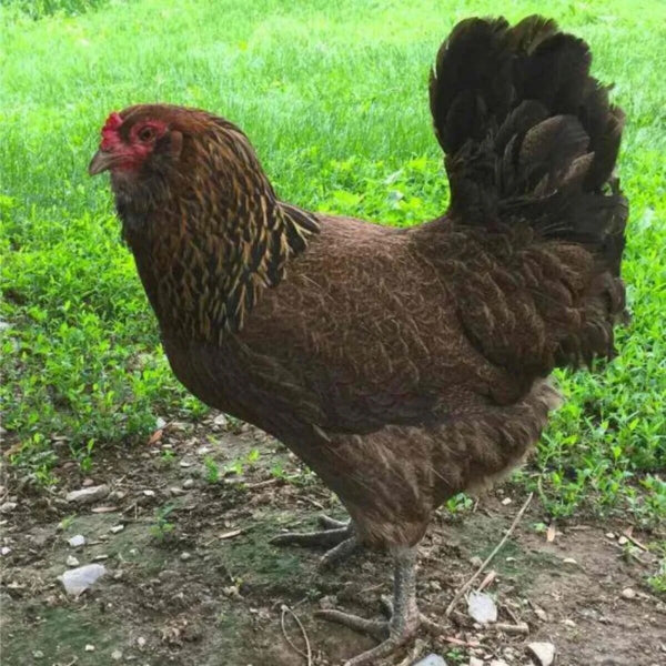 Olive Egger Chicken, a hybrid breed known for laying unique olive-green eggs, created by crossing blue and dark brown egg layers like Ameraucana and Marans.