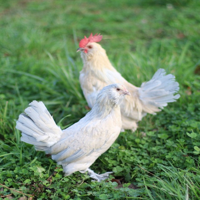 Porcelain d'Uccles are renowned for their gentle and friendly nature, making them excellent pets and show birds