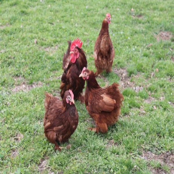 Red Cochin Bantam with a robust build, recognized for its historical significance, gentle disposition, and suitability as an exhibition bird due to its striking red plumage and friendly nature, though it requires special care in extreme weather conditions.