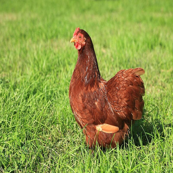 Red Cochin Bantam with deep, glossy red feathers, feathered legs, and a friendly temperament, known for being excellent brooding mothers and suitable as pets or show birds due to their small size and low maintenance requirements.