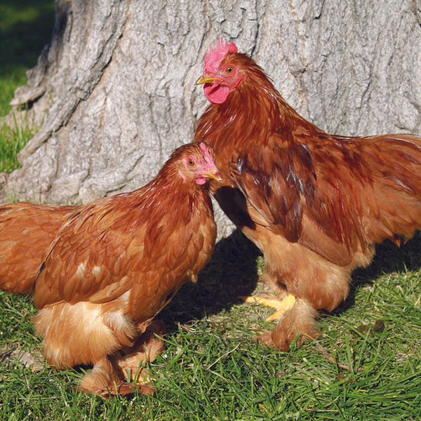 Red Cochin Bantam featuring a compact build, weighing 28 oz for hens and 32 oz for roosters, prized for its fair egg-laying abilities, high broodiness, and suitability for backyard flocks due to its docile nature.
